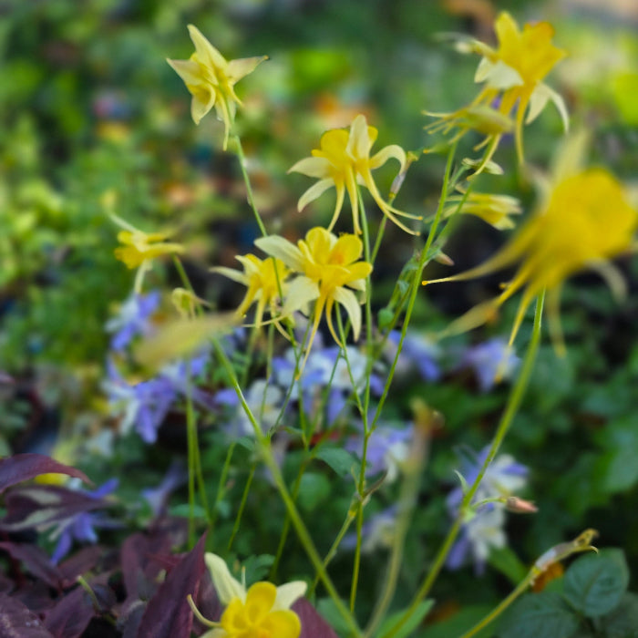 Mixed Yellow & Blue Columbine Seeds (~100+ Seeds per pk) – Fairy-Tale Perennials