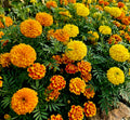 Premium Hand-Harvested Marigold Seed Mix (~100+ Seeds per pk)– Vibrant Garden Favorites!