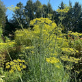 Common Fennel Seeds (~100+ Seeds)– Freshly Harvested, Aromatic Herb Seeds for your Garden!