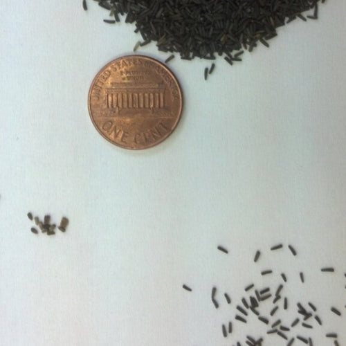 Mixed Coneflower Seed Mix (~100+ Seeds) – Echinacea & Rudbeckia!