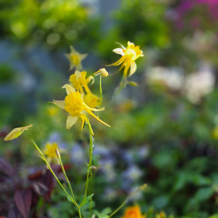 Mixed Yellow & Blue Columbine Seeds (~100+ Seeds per pk) – Fairy-Tale Perennials