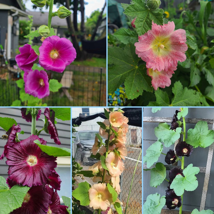 Heirloom Mixed Color Hollyhock Seeds (~100+ Seeds per pk) – Cottage Garden Classics!