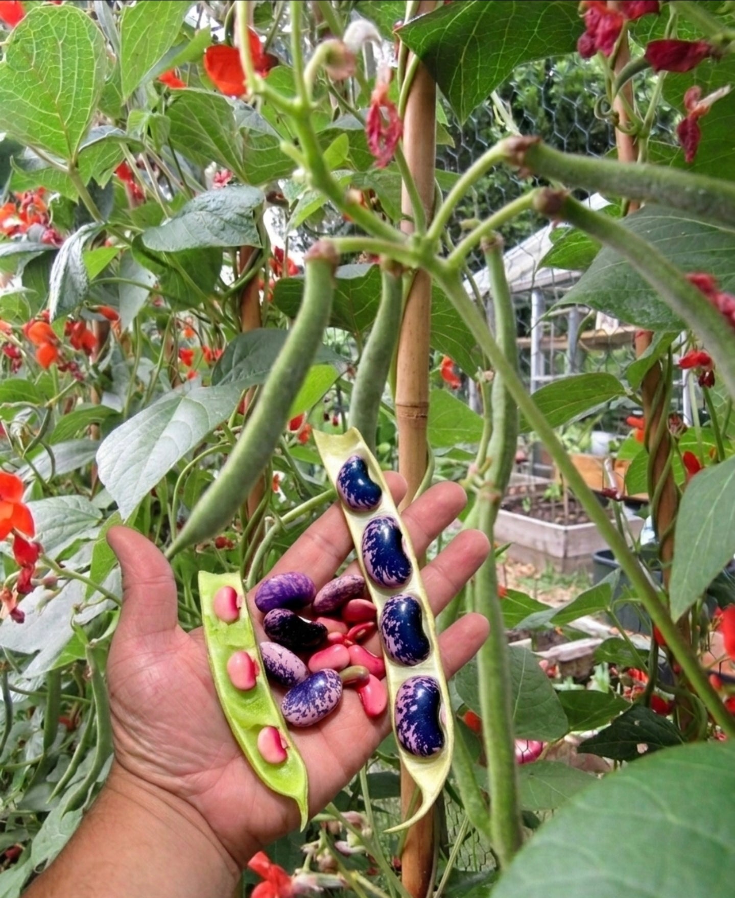 Scarlet Runner Bean Seeds (10 Seeds per pk) – Vibrant Blooms & Delicious Harvest!