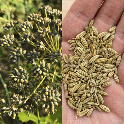 Common Fennel Seeds (~100+ Seeds)– Freshly Harvested, Aromatic Herb Seeds for your Garden!