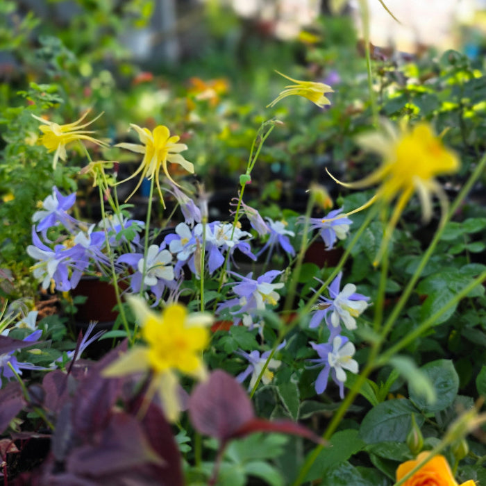 Mixed Yellow & Blue Columbine Seeds (~100+ Seeds per pk) – Fairy-Tale Perennials