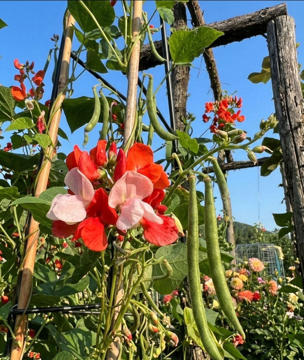 Scarlet Runner Bean Seeds (10 Seeds per pk) – Vibrant Blooms & Delicious Harvest!
