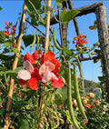 Scarlet Runner Bean Seeds (10 Seeds per pk) – Vibrant Blooms & Delicious Harvest!