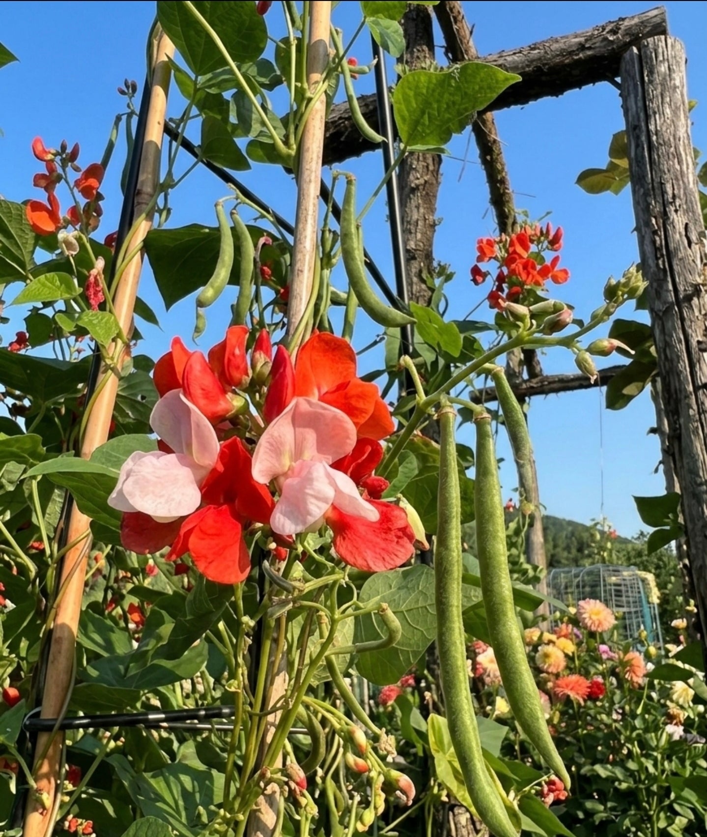 Scarlet Runner Bean Seeds (10 Seeds per pk) – Vibrant Blooms & Delicious Harvest!