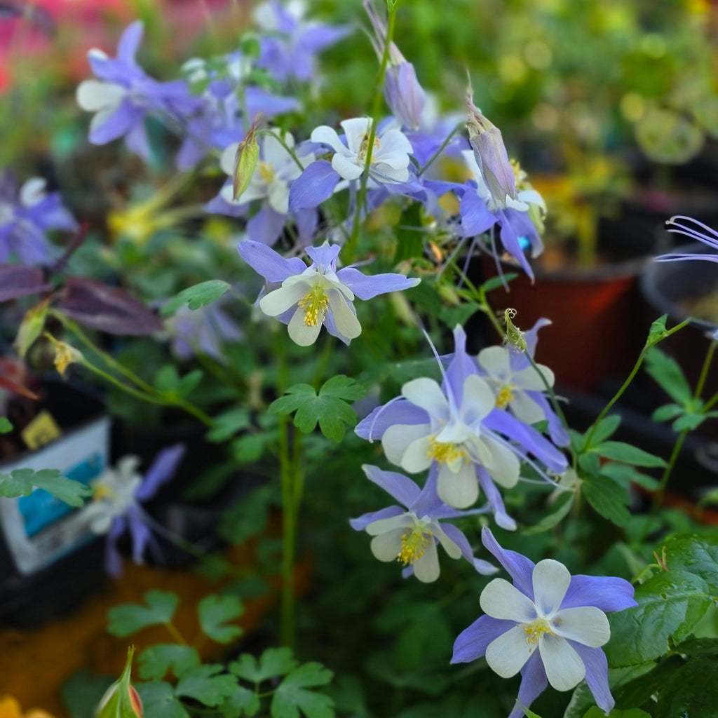 Mixed Yellow & Blue Columbine Seeds (~100+ Seeds per pk) – Fairy-Tale Perennials